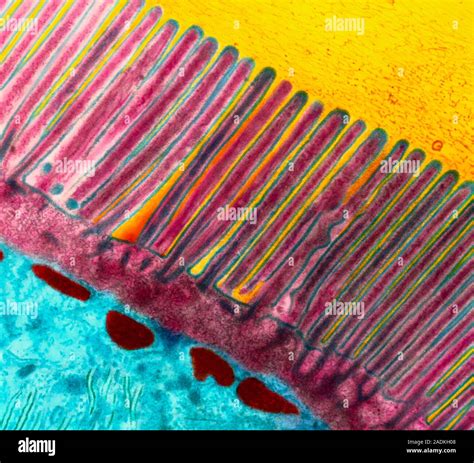 Intestinal Microvilli Coloured Transmission Electron Micrograph Tem