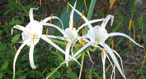 Southern White Spider Lily bulb - Bulbs, Roots & Rhizomes