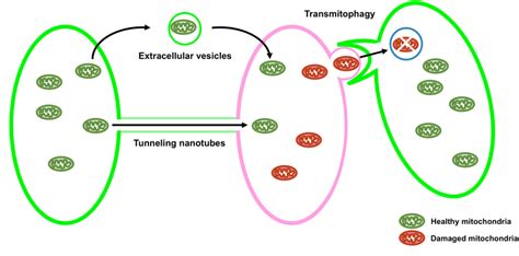 Schematic Showing Intercellular Quality Control Of Mitochondria