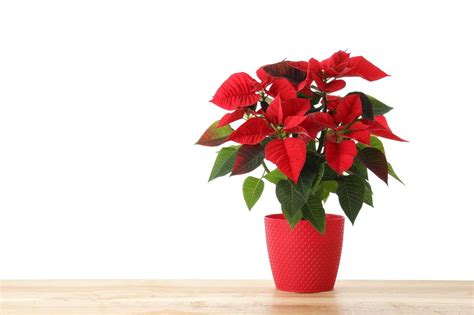 Comment Prendre Soin De Votre Poinsettia Et Le Maintenir En Vie