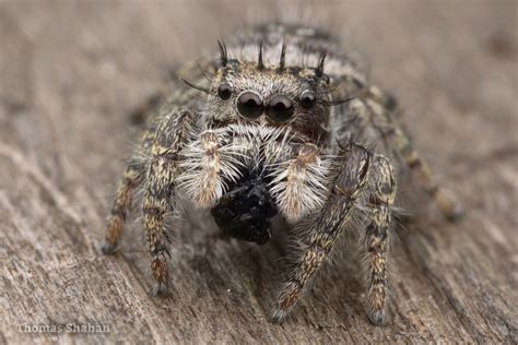 Putnam S Jumping Spider In July By Thomas Shahan Inaturalist