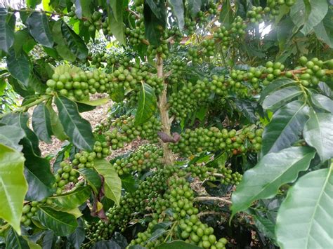 Mengenal Jenis Hama Pada Tanaman Kopi Dan Cara Pengendaliannya Agrozine