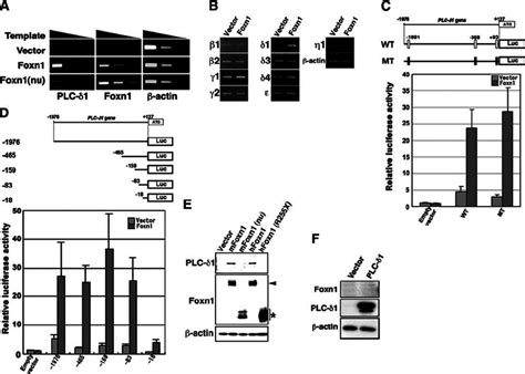 Foxn1 Induces Expression Of Plc ␦ 1 A Rt Pcr Analysis Of Plc ␦ 1