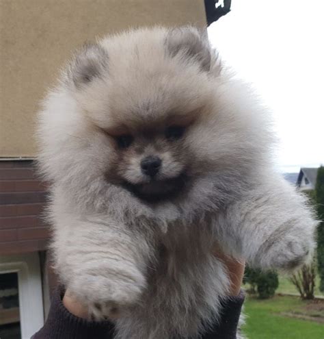 Szpic Miniaturowy Pomeranian Piesek Bystra OLX Pl