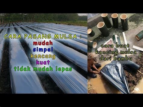 Cara Pasang Plastik Mulsa Yang Benar Simpel Mudah Prosesnya Youtube