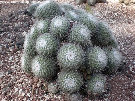 Mammillaria Haageana O Biznaguita Cuidados