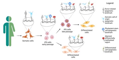 Cells Free Full Text IPSC Preparation And Epigenetic Memory Does