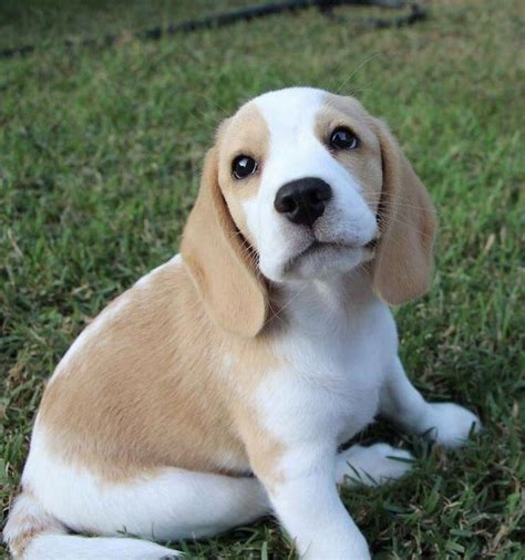 Lemon Beagle #beagle #beaglestraining | Lemon beagle, Beagle puppy, Dog breeds