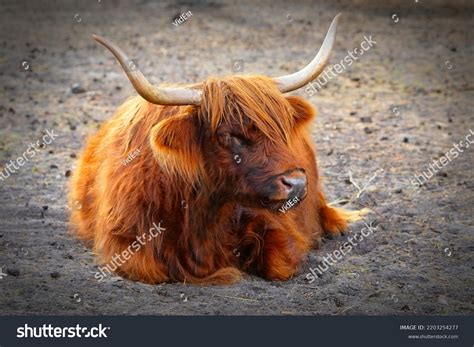 Highlands Cow Beautiful Long Furred Haired Stock Photo 2203254277 ...