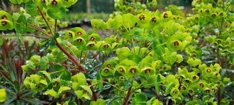 Euphorbia Martinii Maryflower