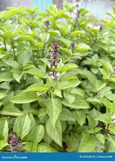 Fresh Ocimum Basilicum Plant In Nature Garden Stock Photo Image Of