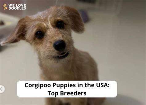 Corgipoo Puppies in the USA: Top 8 Breeders!