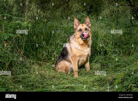 German Shepherd In The Woods Licking Its Lips Stock Photo Alamy
