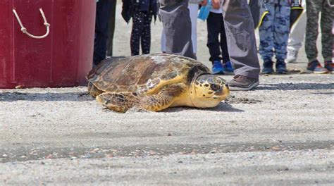 Riccione Fondazione Cetacea Rilasciata La Tartaruga Dopo Le Cure