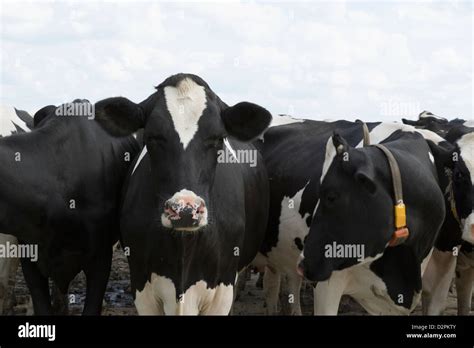 Three Cows Together Hi Res Stock Photography And Images Alamy