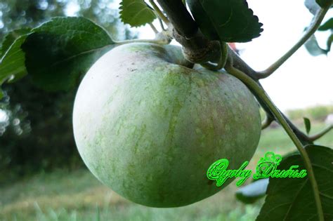 КУПИТЬ ЯБЛОНЮ Оренбург. СОРТА ЯБЛОНЬ
