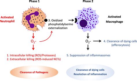 Chronic Granulomatous Disease 2018 Advances In Pathophysiology And