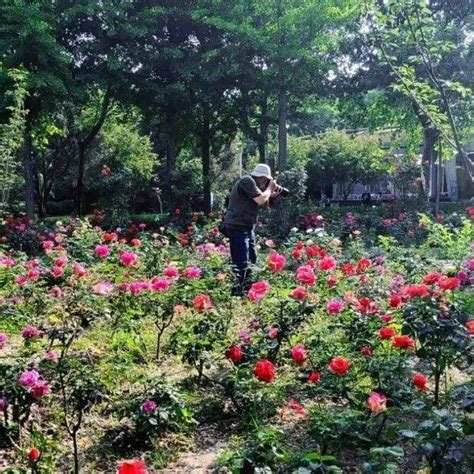 易园月季园—2000余株月季花开正艳王 璐杨庆涛花甸