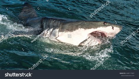 Great White Shark Open Mouth Great Stock Photo 1608117007 | Shutterstock