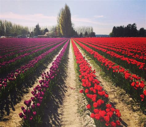 How To Attend The Skagit Valley Tulip Festival In Skagit Valley