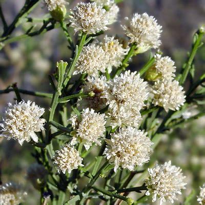 Baccharis sarothroides - Desertbroom, Desert Broom, Rosinbush - Southeastern Arizona Wildflowers ...