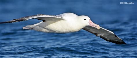 Albatros Real Mayor Diomedea Epomophora EcoRegistros