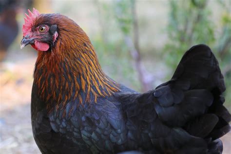 Marans Noir Camail Cuivr Coco Eco