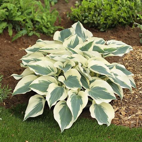 Hosta Firn Line White Flower Farm