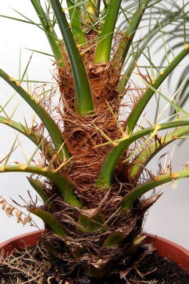 Palmera De Roebelen Phoenix Roebelenii En Jardiner A Fichas