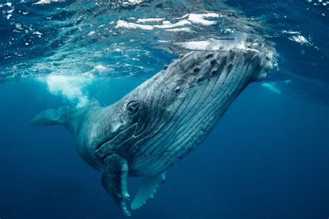 The Blue Whale The Largest Animal On The Planet Has Found Its Way Ho