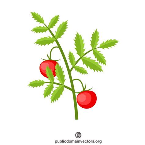 Tomato plant graphics.ai Royalty Free Stock SVG Vector