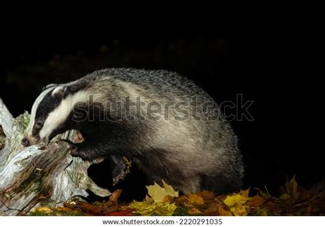 Badger Scientific Name Meles Meles Foraging Stock Photo