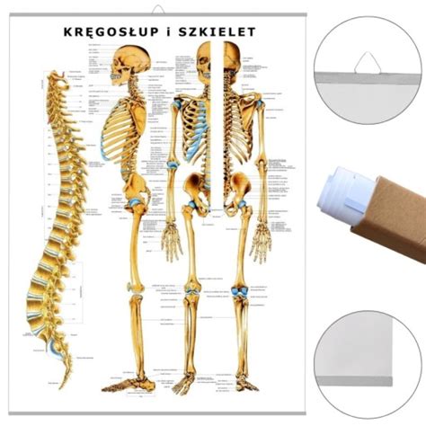 Plansza tablica anatomiczna KRĘGOSŁUP SZKIELET PL 13728399916 Allegro pl