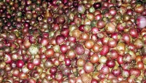 New Age More Than Lakh Tonnes Of Onion Produced In Rangpur Region