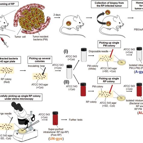 Schematic Illustration Of Isolation Of Extremely Effective Anticancer