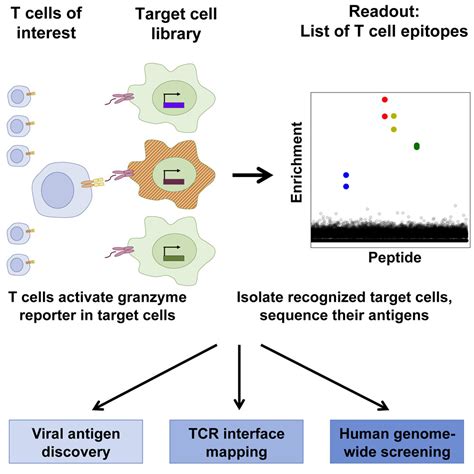 T Scan A Genome Wide Method For The Systematic Discovery Of T Cell