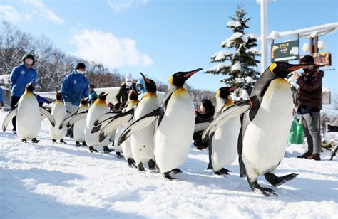 Asahiyama Zoo Penguin Walk Schedule 2024 - Cindie Josefina