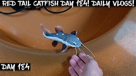 Day 184 Daily Red Tail Catfish Vlog Watch Them Grow YouTube