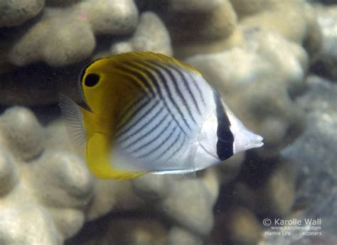 Threadfin Butterflyfish (Chaetodon auriga)