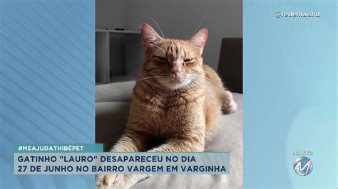 meajudathibépet gatinho Lauro desapareceu no bairro Vargem em