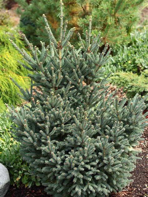 Picea Glauca Blue Teardrop White Spruce Conifer Kingdom