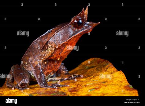 Long Nosed Horned Frog Malayan Horned Frog Malayan Leaf Frog