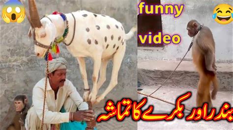 Bandar Aur Bakri Ka Khel Funny Video Madari Comedy Video Funny