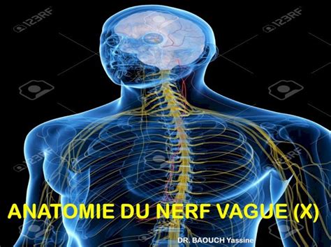 Pdf Anatomie Du Nerf Vague X Dr Baouch Yassinefacmed Univ Orandz