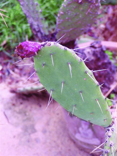 Opuntia Ledienii O Elatior In Cultivation At The Palermo Botanic