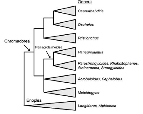 Phylogenetic Relationships Of Nematode Groups And Genera Under Study