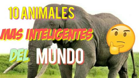 10 Animales Mas Inteligentes Del Mundo Youtube