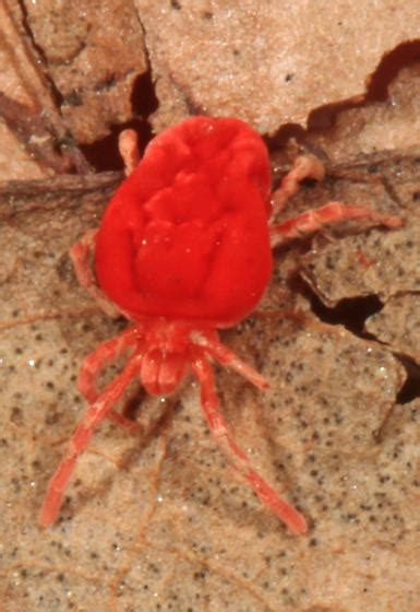 Velvet Mite Trombidium Trombidium Bugguide Net