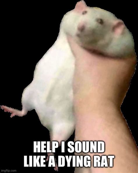 Fat Rat Being Grabbed Imgflip