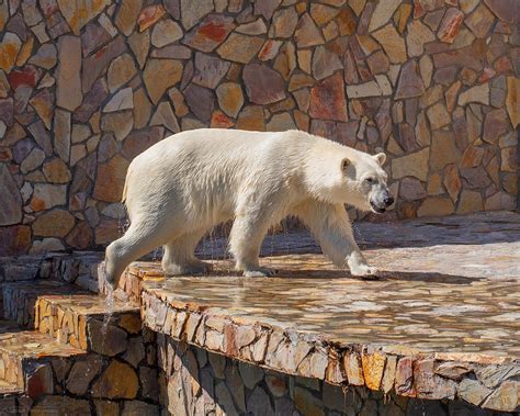 Полярный медведь | Polar bear, Bear, Polar